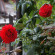 фото из отзыва ID 1145692