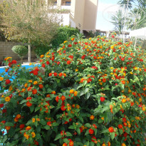 фото из отзыва ID 1146201