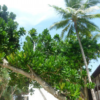 фото из отзыва ID 1146831