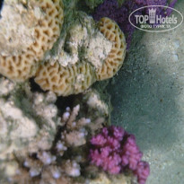 фото из отзыва ID 1147426