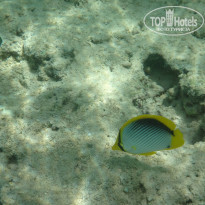 фото из отзыва ID 1149632