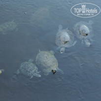 фото из отзыва ID 1149638