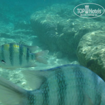 фото из отзыва ID 1149632