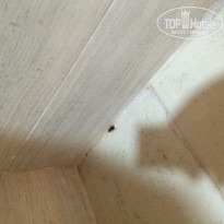 фото из отзыва ID 1152298