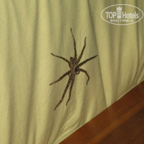 фото из отзыва ID 1151831