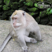 фото из отзыва ID 1151831