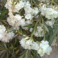 фото из отзыва ID 1152608