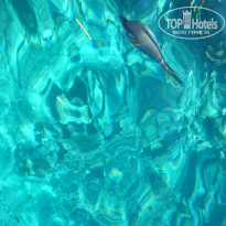 фото из отзыва ID 1153276