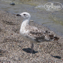 фото из отзыва ID 1156842