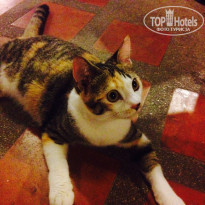 фото из отзыва ID 1157232