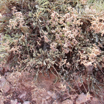 фото из отзыва ID 1157667