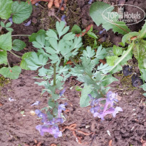 фото из отзыва ID 1158480