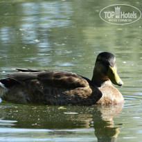 фото из отзыва ID 1158017