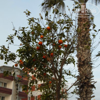 фото из отзыва ID 1159859