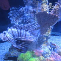 фото из отзыва ID 1156588