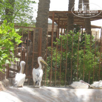 фото из отзыва ID 1156588