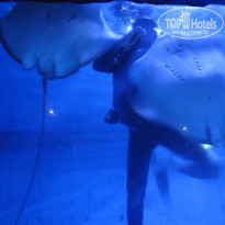 фото из отзыва ID 1156588