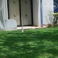 фото из отзыва ID 1160109