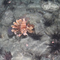 фото из отзыва ID 1163044