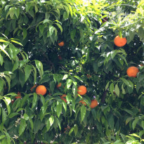 фото из отзыва ID 1165621