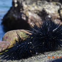 фото из отзыва ID 1169115