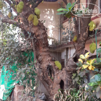 фото из отзыва ID 1161101