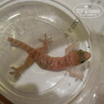 фото из отзыва ID 1171149