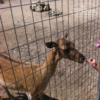 фото из отзыва ID 1171149