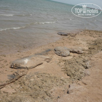 фото из отзыва ID 1171536