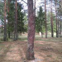 фото из отзыва ID 1171636