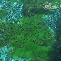 фото из отзыва ID 1173734