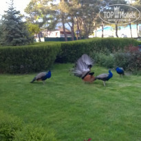 фото из отзыва ID 1173997