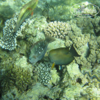 фото из отзыва ID 1175420