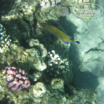 фото из отзыва ID 1175420