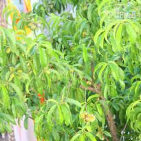 фото из отзыва ID 1176611