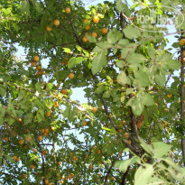 фото из отзыва ID 1177357