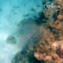 фото из отзыва ID 1177616