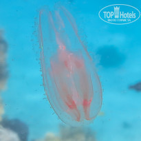 фото из отзыва ID 1177616