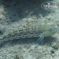 фото из отзыва ID 1177616