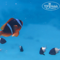 фото из отзыва ID 1177616