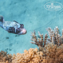 фото из отзыва ID 1177616