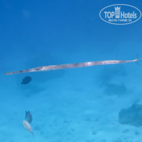 фото из отзыва ID 1177616