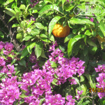 фото из отзыва ID 1178739