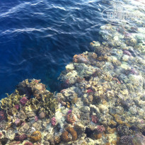 фото из отзыва ID 1178754