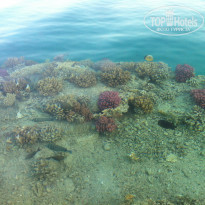 фото из отзыва ID 1178754