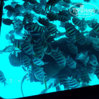 фото из отзыва ID 1179592