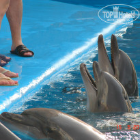 фото из отзыва ID 1170045