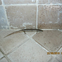 фото из отзыва ID 1178031