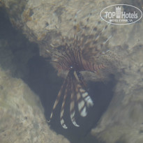 фото из отзыва ID 1180456