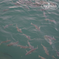 фото из отзыва ID 1180456